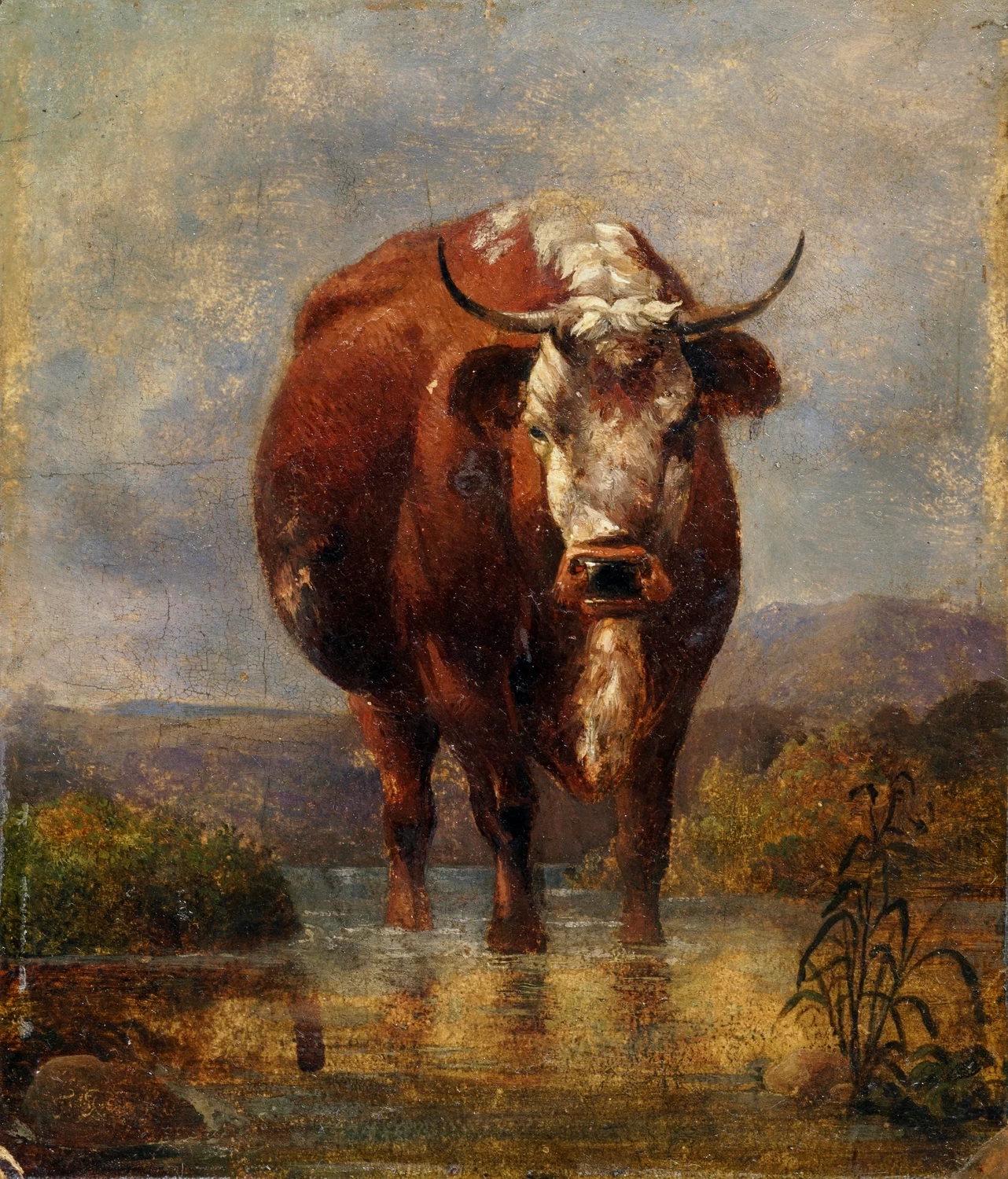 Mucca nel guado